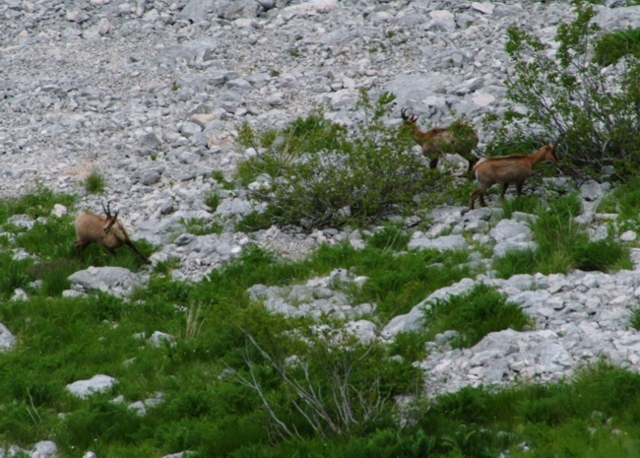 Camoscio d''Abruzzo Rupicapra pyrenaica ornata